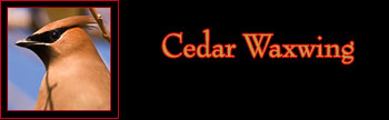 Cedar Waxwing Gallery