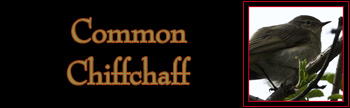 Common Chiffchaff Gallery