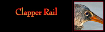 Clapper Rail Gallery