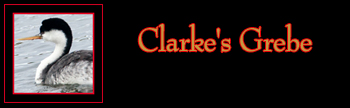 Clarke's Grebe Gallery