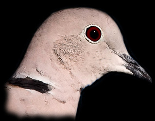 Eurasian Collared-Dove