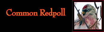 Common Redpoll Gallery