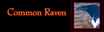 Common Raven Gallery