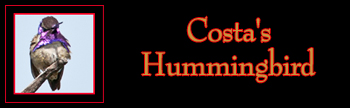Costa's Hummingbird Gallery