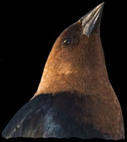 Brown-headed Cowbird