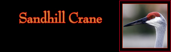 Sandhill Crane Gallery