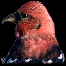 White-winged Crossbill