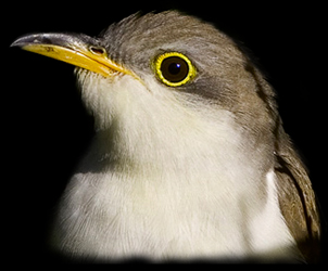 Yellow-billed Cuckoo