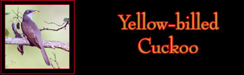 Yellow-billed Cuckoo Gallery