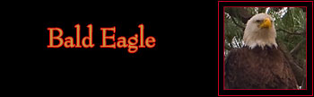 Bald Eagle Gallery