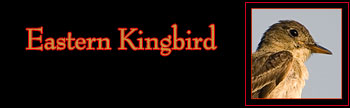 Eastern Kingbird Gallery