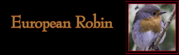 European Robin Gallery