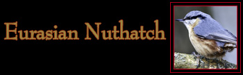 Eurasian Nuthatch Gallery