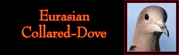 Eurasian Collared-Dove Gallery