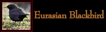 Eurasian Blackbird Gallery