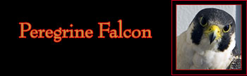 Peregrine Falcon Gallery