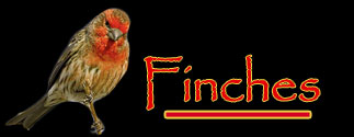 Finches