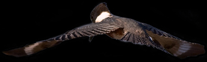 Belted Kingfisher