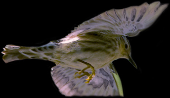 Chestnut-sided Warbler in Flight