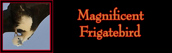 Magnificent Frigatebird Gallery