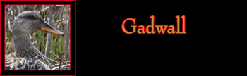 Gadwall Gallery