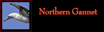 Northern Gannet Gallery