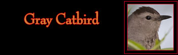 Gray Catbird Gallery