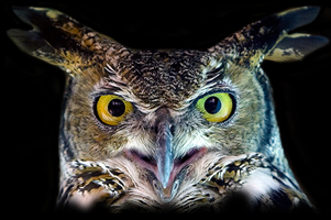 Great Horned Owl