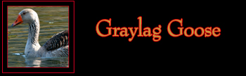Graylag Goose Gallery
