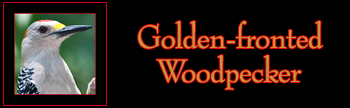 Golden-fronted Woodpecker Gallery