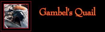Gambel's Quail Gallery