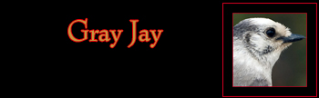 Gray Jay Gallery