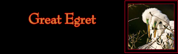 Great Egret Gallery