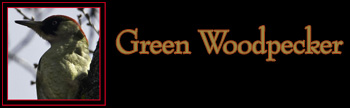 Green Woodpecker Gallery