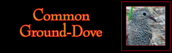 Common Ground-Dove Gallery