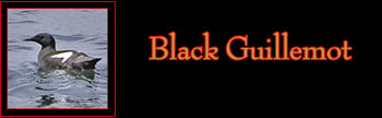 Black Guillemot Gallery