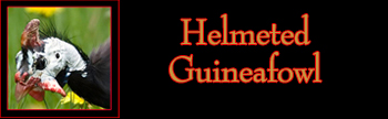 Helmeted Guineafowl Gallery