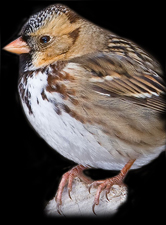 Harris's Sparrow