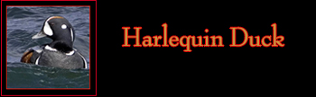 Harlequin Duck Gallery