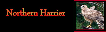 Northern Harrier Gallery