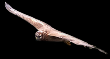 Northern harrier in Flight