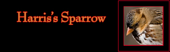 Harris's Sparrow Gallery