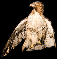 Red-tailed Hawk