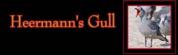 Heermann's Gull Gallery