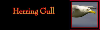 Herring Gull Gallery
