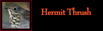 Hermit Thrush Gallery