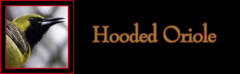 Hooded Oriole Gallery