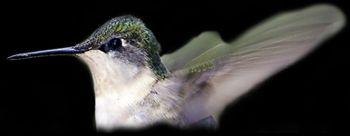 Ruby-throated Hummingbird