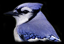 Blue Jay