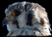 American Kestrel